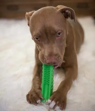 Dog Dental Care Toothbrush