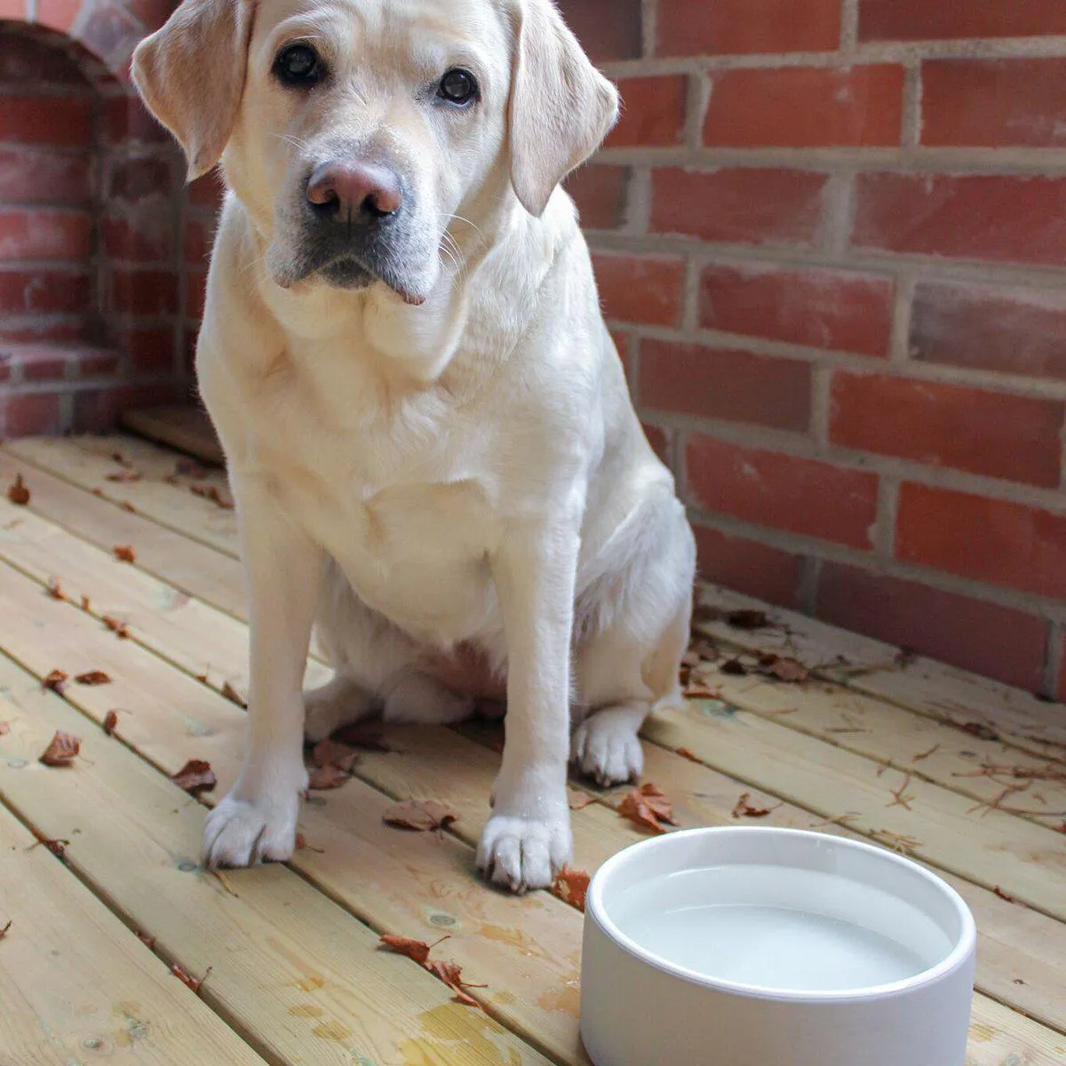 Naturally Cooling Dog Water Bowl Concrete